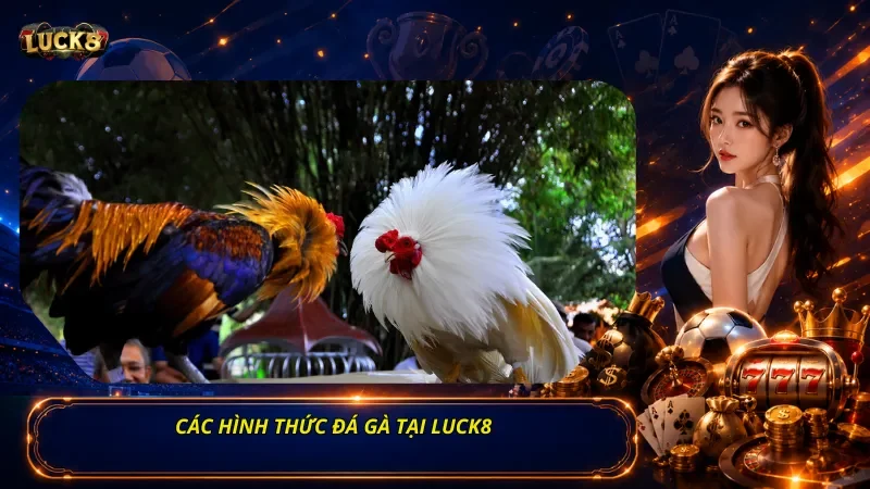 Các Hình Thức Đá Gà Tại Luck8