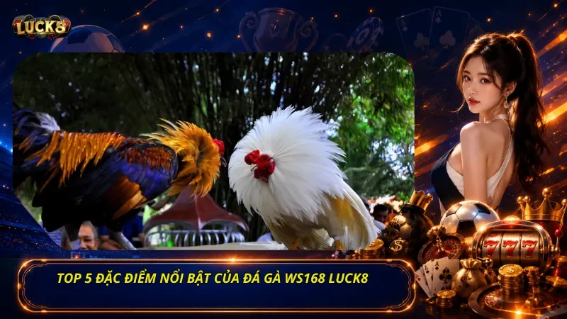 Top 5 đặc điểm nổi bật của Đá gà WS168 Luck8